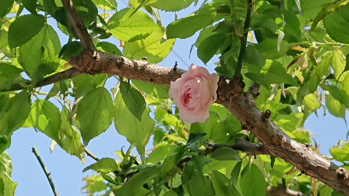 こんなことあるの 梅の木になぜかバラが咲いていたもんだから一同仰天 詳しい人も首を捻る 誰か教えて Togetter