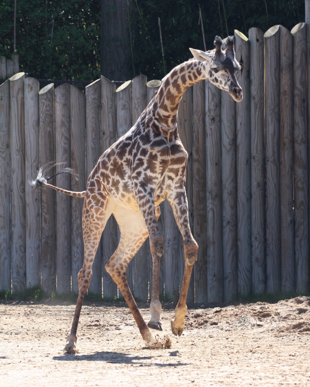Giraffe heels clearance