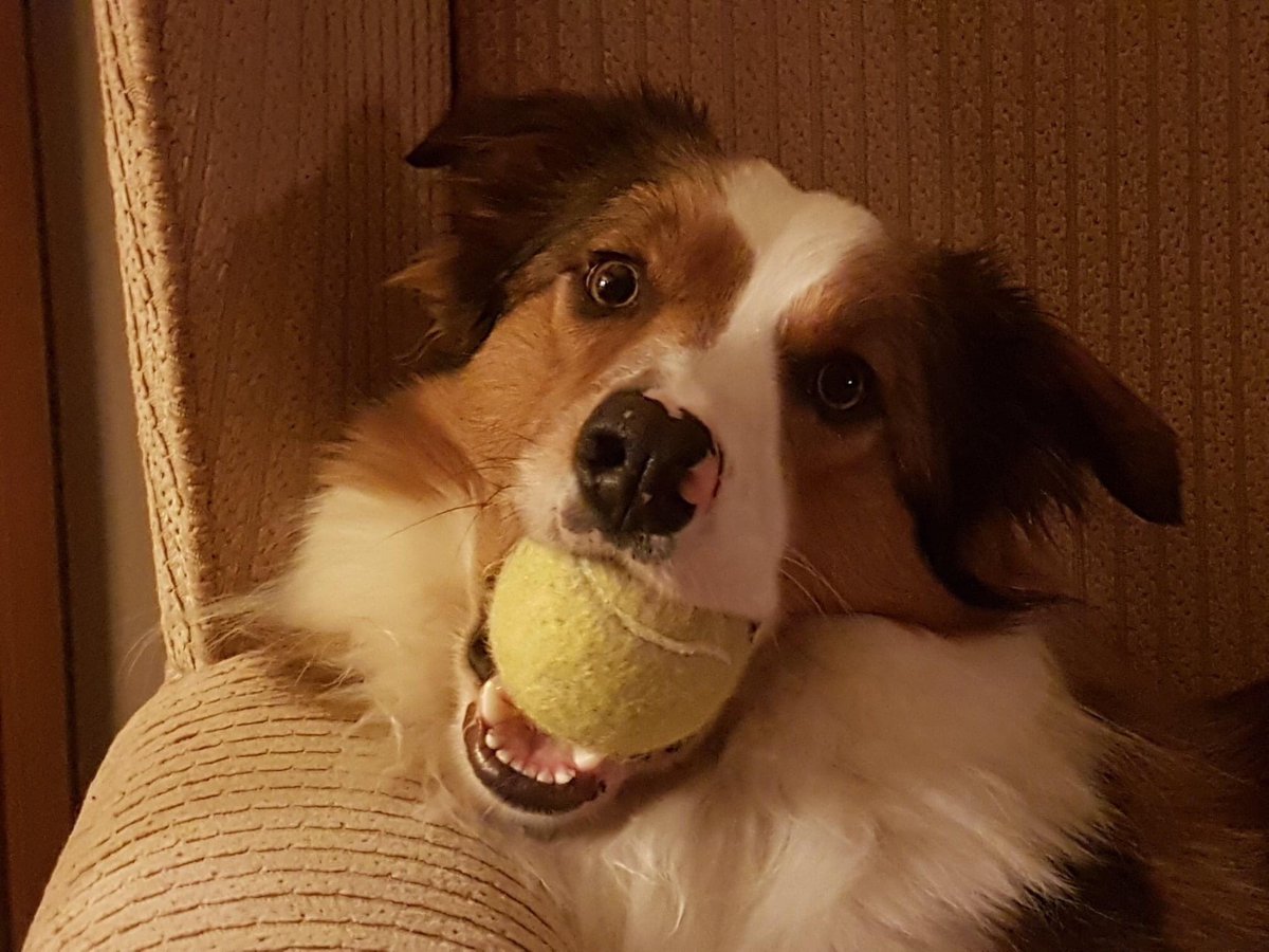 PPBCUK's tweet photo. These lovely days have all been adopted from PPBC this year #protectingprelovedbordercollies #bordercollie #AdoptDontShop https://t.co/9KDivOK1sm