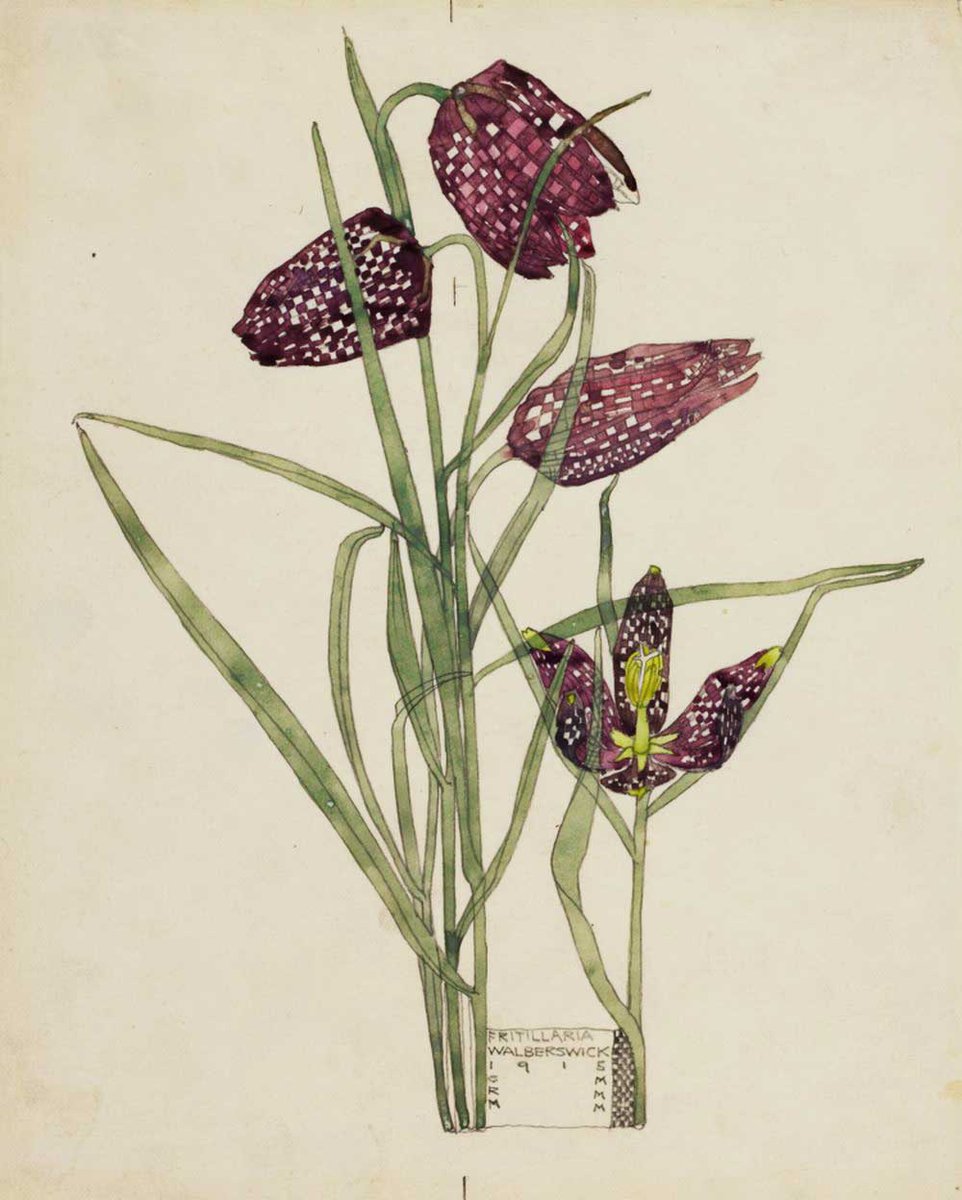 BSBIbotany's tweet photo. April's #WildfloweroftheMonth is the Snake's-head Fritillary. This account by Kevin Walker, BSBI Head of Science @BSBIscience tells you where it grows, whether or not it's a UK native &amp; which famous artist painted it while under  lockdown during WW1! https://t.co/ISWEnrGMJW https://t.co/vR9k0eXOv9