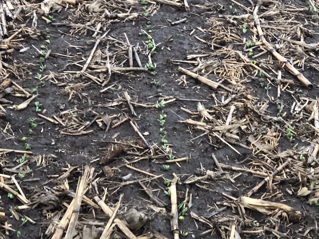 G3741ES’s planted early April near Terre Haute, IN. These beauty’s were loaded up with Ebberts full treatment plus SALTRO fungicide for added protection against SDS and CYST. Great stand through some cold wet conditions 👍👍👍 #plant20 #ebbertsseeds