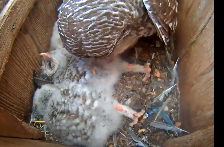 sparx947's tweet photo. @WBU_Owls I got a little bit better one...right place right time 🙃 Makes me laugh! https://t.co/MKk63nGfi7