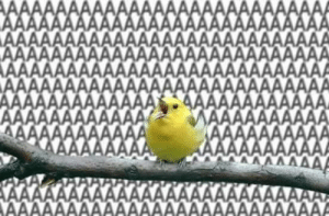 A Dona Do Milharal Com Oitenta Milhoes Callmeraani Twitter