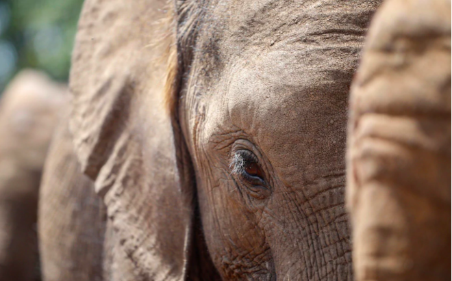Elephant Protection Initiative tweet media