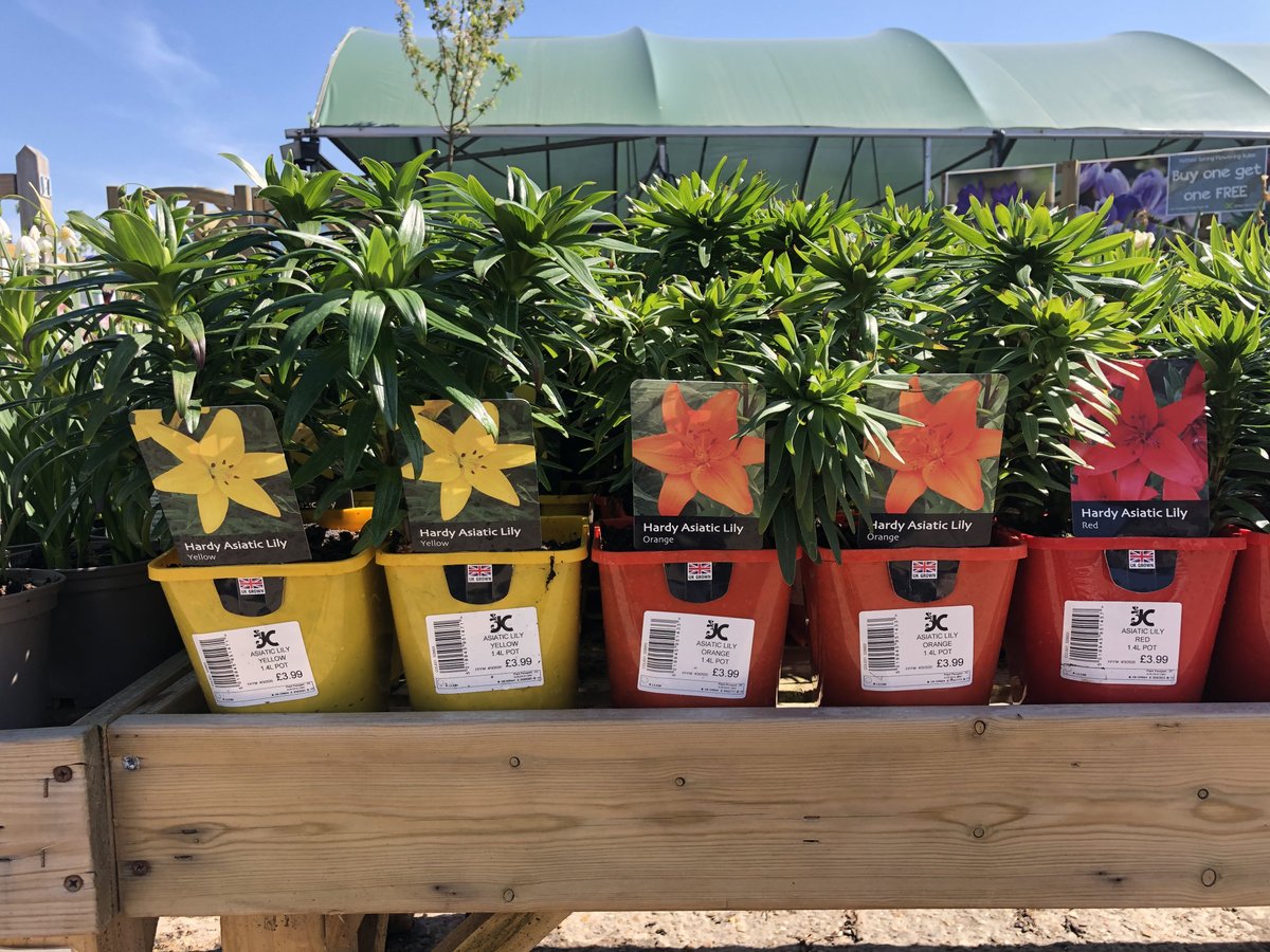 Asiatic Lily 1.4Litre £3.99
6 pack Bedding (Viola &amp; Pansy)  £3.49 or 4 for £12