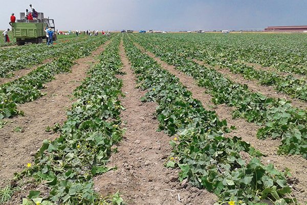 Drip irrigation ensures sustainable water management and food resilience in Azerbaijan dlvr.it/RVh4S2