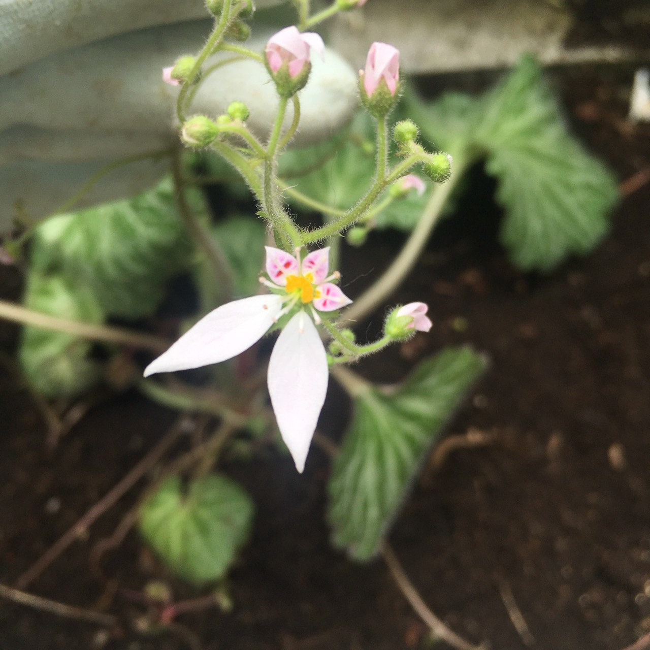 石蕗永地 Circray 自分も初めて知ったのですが 花が全然違いました ツワブキは冬に黄色い花を咲かせます 今回いただいたユキノシタは蕾がついていたんですが 咲いてびっくり 花びらが２枚しかなくて 虫に食われた と焦ったんですが これが