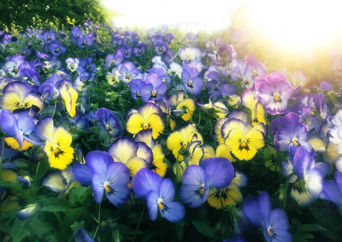 ট ইট র 赤咲アタリ パンジーの花言葉は Think Of Me 私を思って Memories 思い出 Merriment 陽気さ なんだって 0回目の配信後に載せたのエモい感じになっちゃってたらしい 笑