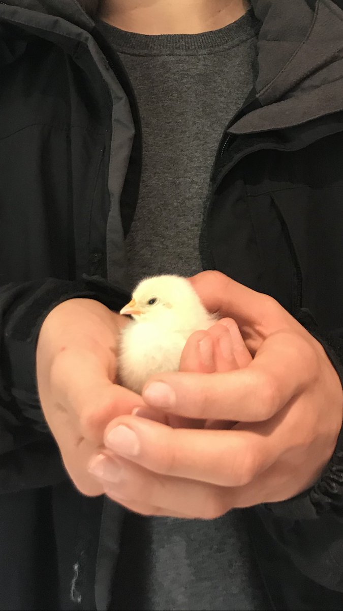 We have a new member of the family. Hatched from a Dunhurst ODW egg! 🐣 #ChildhoodToRemember #DunhurstSchool #MoveToTheCountry