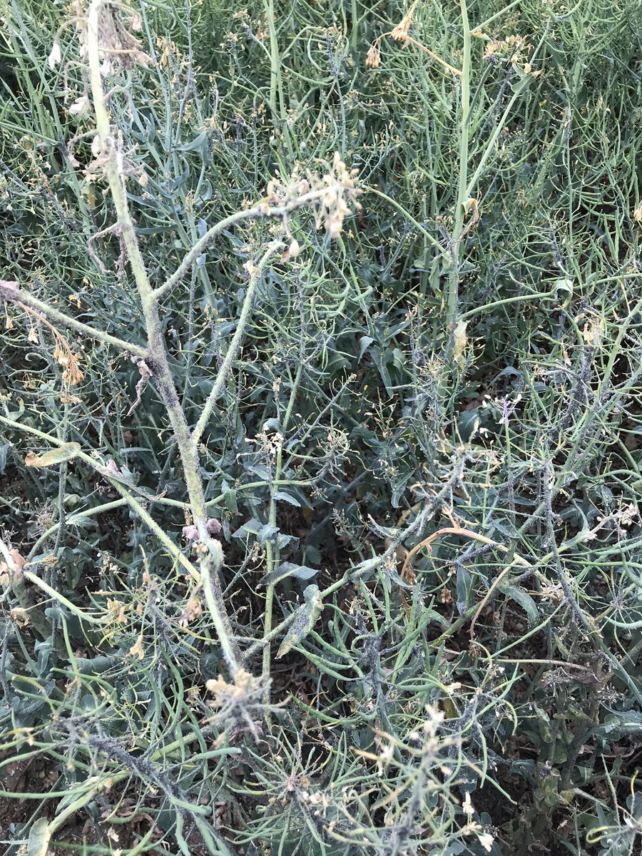 OlivierCOSTE2's tweet photo. Avant l’hypothétique,retour de la pluie.
Je me rends pour une observation,chez #ceuxquifontlesessais #colza #Maligny #Chablis #Yonne.
Pour en retenir:
Date de semis
Fertilisation
Solutions désherbages.
@terresinovia @laurentjung54 https://t.co/HPbT9jYXnP