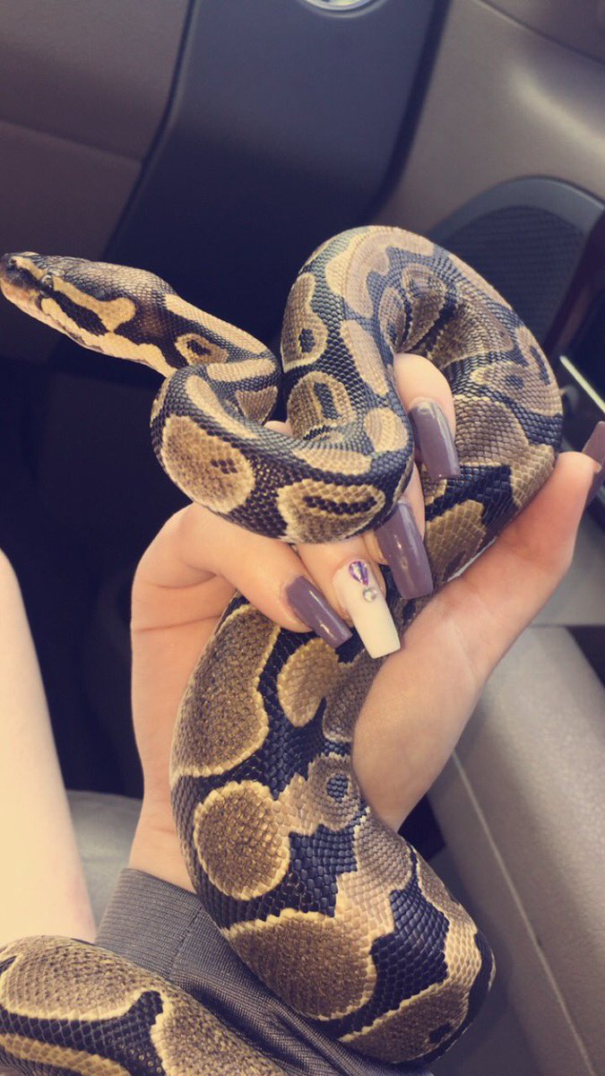 vadaroseee's tweet photo. my baby boy Damontaé
#python #ballpython #male #snake #snakebreed #normalballpython #snakes https://t.co/ptJAt8hWoQ