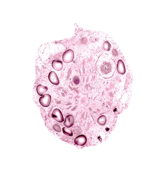 Snow Algae have been proven to inhibit enzymes responsible for collagen degradation. It is found in both Rescue Diver and Skin Meditation serums.⁠
⁠
📸 @pinterest⁠ #sustainable #serum #experts #cleanbeauty #springglow #skincareroutine #skincare #elixseri #puretechbeauty