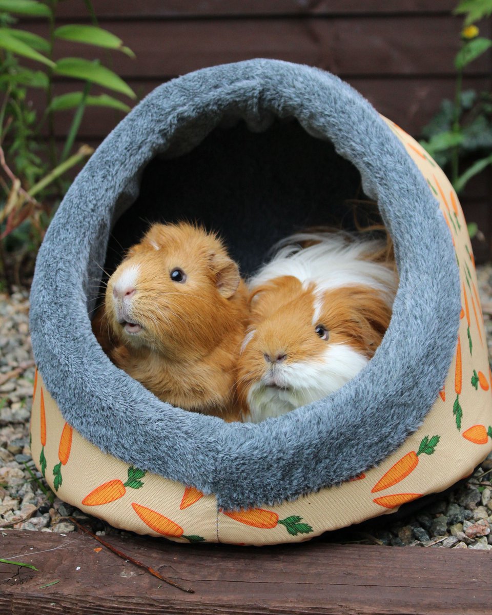 rosewoodpet's tweet photo. How cosy do these handsome boys look! 😍 Angus and Bruce snuggling up in their Carrot Bed ❤️ 🐾
📸 : @happylittlepiglets
#rosewoodpet #rosewoodpiggies #Rosewoodnaturals #Snuggletime #happylittlepiglets #guineapigs #pigtime #bestbuds https://t.co/73oonyF6t0