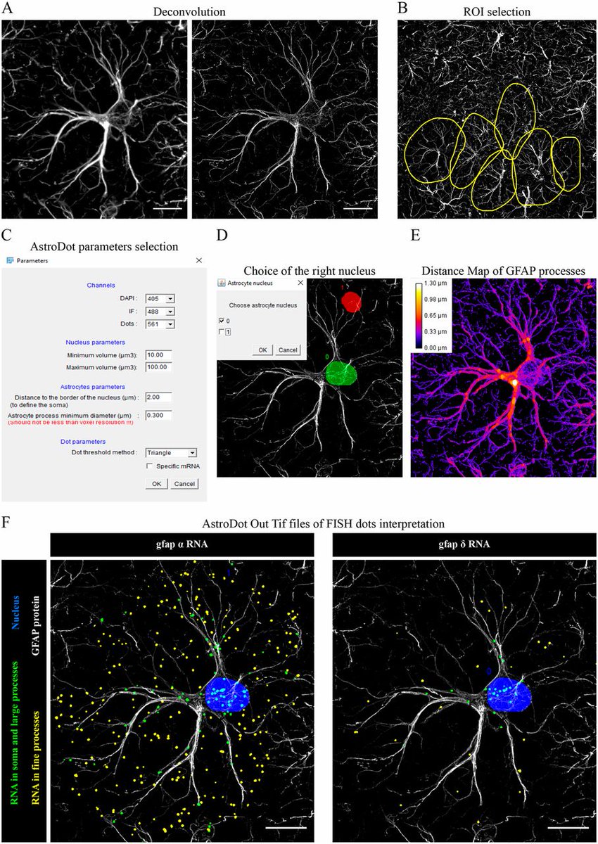 In their 'Tools and Resources' article, Cohen-Salmon &amp;co present  AstroDot – a new method for studying the spatial distribution of mRNA in astrocytes: jcs.biologists.org/content/133/7/…