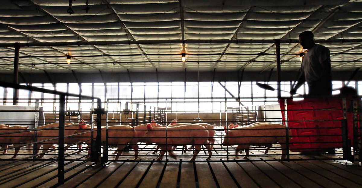 NationalHogFarmer (@nhf_magazine) on Twitter photo Pipestone's <a href="/gdspronk/">Gordon Spronk</a> describes what is happening to industry as a "kindergarten case of musical chairs where not everyone can sit down at the same time with new rules: when someone has no chair, they take the chair away and add more people." <a href="/NationalPork/">NationalPork</a>
nationalhogfarmer.com/farm-operation… Pipestone's <a href="/gdspronk/">Gordon Spronk</a> describes what is happening to industry as a "kindergarten case of musical chairs where not everyone can sit down at the same time with new rules: when someone has no chair, they take the chair away and add more people." <a href="/NationalPork/">NationalPork</a>
nationalhogfarmer.com/farm-operation…