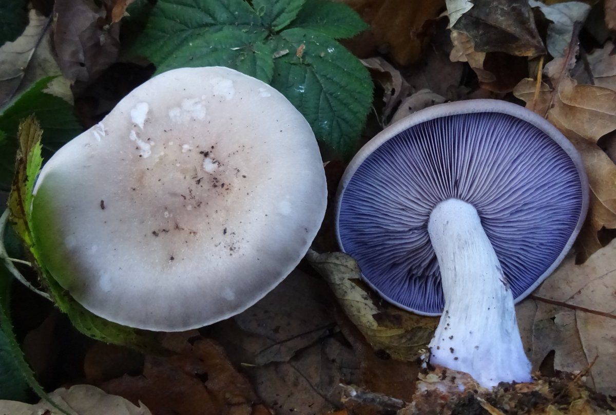 🍄