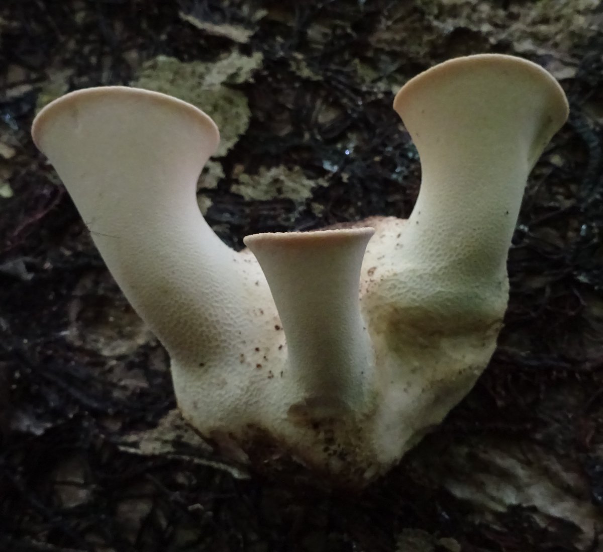 🍄