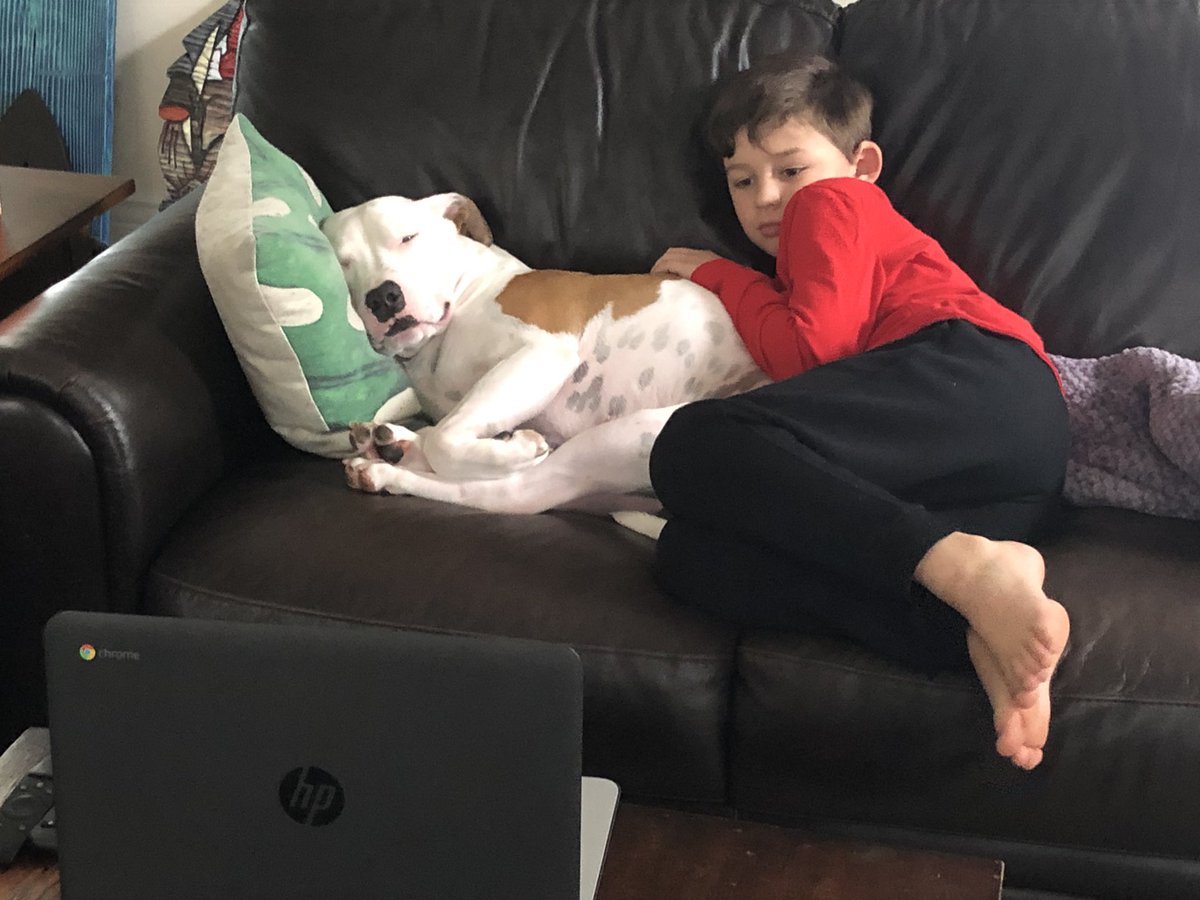 My son had a Google Meet today to show is favorite animal. Do you think my dog is loving it or what? 🐶💕