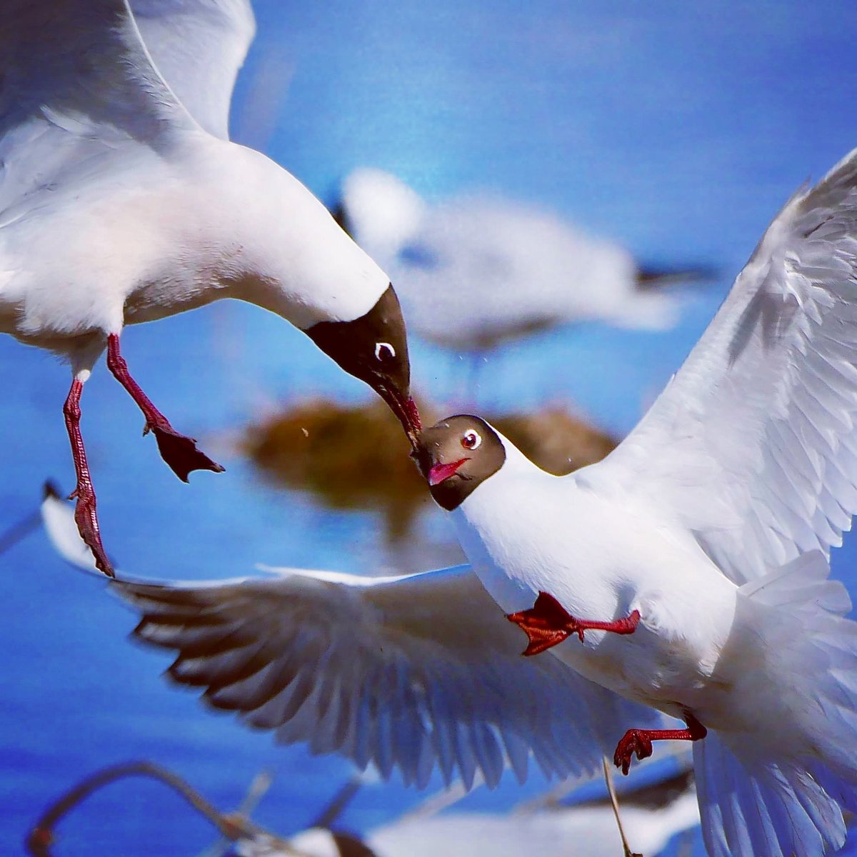 pascaltshibanda's tweet image. Lunch break, working from home 🙏🏾🇸🇪☀️