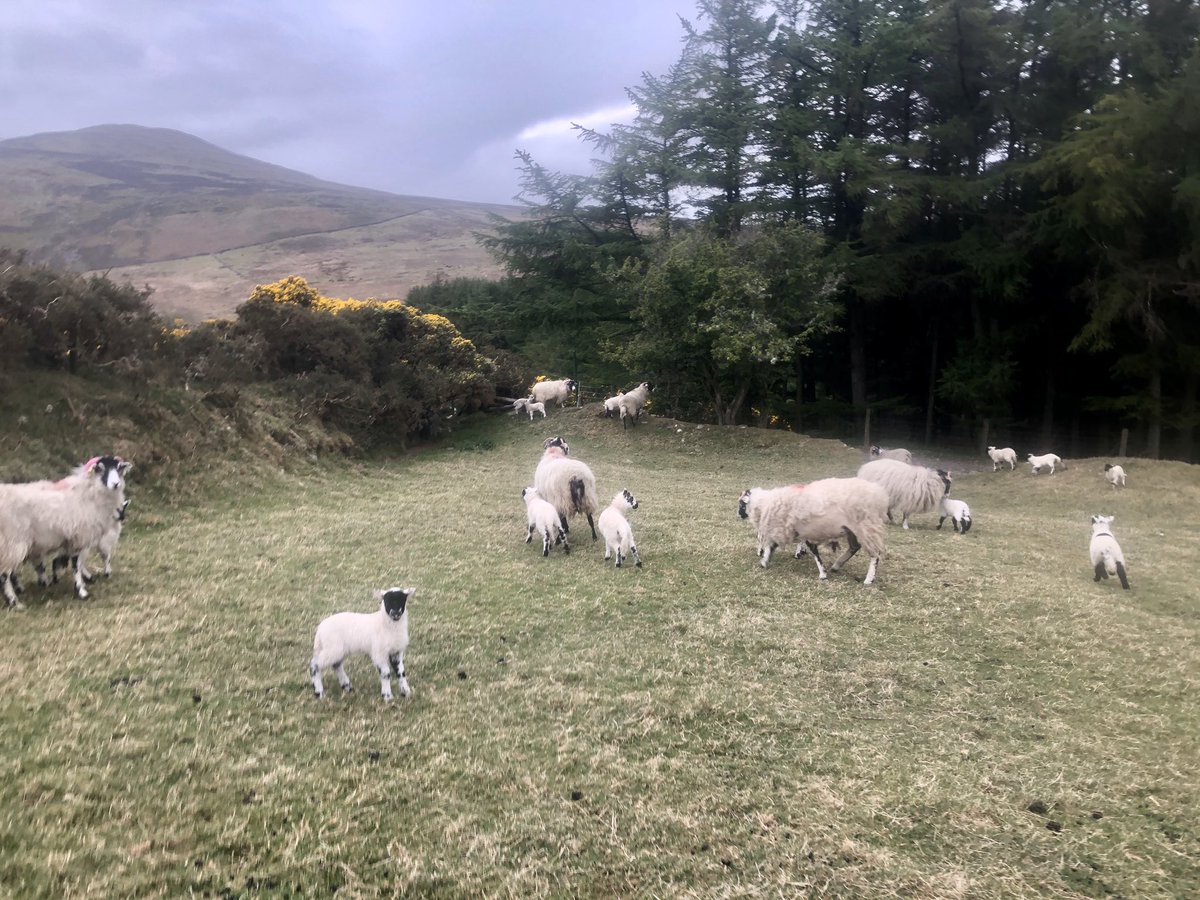 ManxShepherdess's tweet photo. Opened the hill gate for the #NorthBarrule flock to start heading back to the mountain yesterday. After a month with no rain we thought theyβd find more to eat if theyβre back on the heather #isleofman #aprildrought #gooseneck #RamseyTown #lambing https://t.co/VkgtKbjlx2