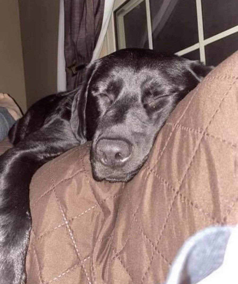 puppieswpurpose's tweet photo. Here’s your #Pupdate for the week! Vinny is living his best life as mans best friend with his raiser, Daniel. https://t.co/e6OxllrIoY
