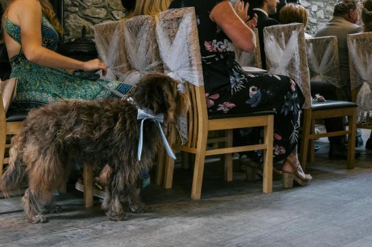 The sweetest ring bearer at Bronya and Luke's wedding! Thank you so much for sharing with us :)   @BronyaJames 

Ben Selway Photography 

Bow Tie Colour: Blue Heather 

Browse our Blue Heather collection here: bit.ly/2ITCPVn