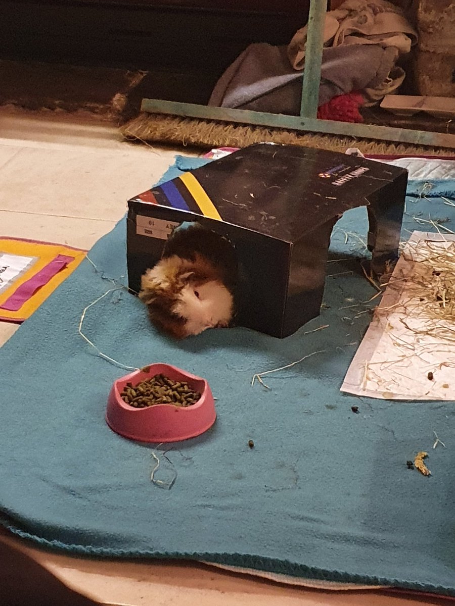 michbro85's tweet photo. Having a snooze ๐ด #playtime #runbreak #guineapig #cavy https://t.co/u04v5Q1n8B