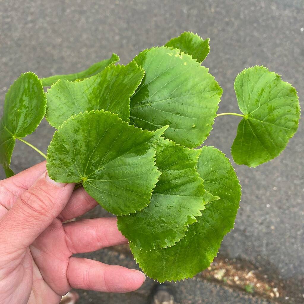 ForagerCotswold's tweet photo. .
Well that's part of tonight's dinner sorted 👌😎
.
#getyourgeekon #eatthetrees #foragersatwork #plantidentification #socialdistancingsaveslives #timeinnature #keeponlearning #lovetheoutdoors #neverstopexploring👣 #lifegoesonnomatterwhat #alwayslearnin… https://t.co/5yR9A6KwCv https://t.co/WtyPoKV4c5