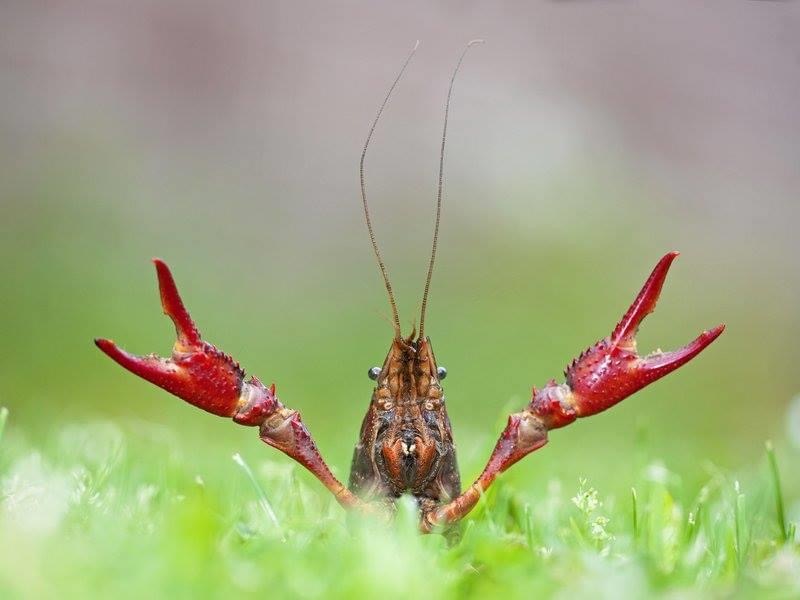 Read more about our urgent needs and DRIVE THRU Crawfish Boil May 9 🚗! - mailchi.mp/a7289650b096/c…