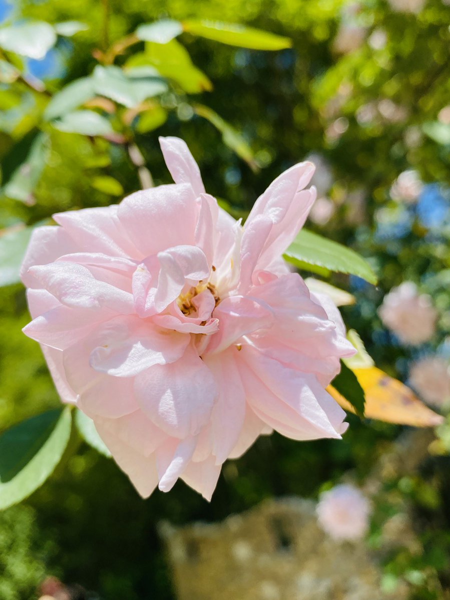 LizzieAnnePerez's tweet image. Pssst.......don’t forget to breathe deep, take in the sun, and see something new. Life will resume all too soon and the pace will pick up, but we can’t take back this moment. #LiveSimple #BreatheDeep #ShineBright #GATeachers  #JoyfulLeaders @PickensHighGa @NWGAP20 @gadoeworldlang