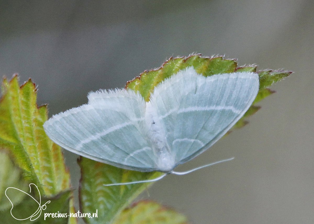 DurkSchakel's tweet photo. Vanavond nieuwe spot (#351): #melkwittezomervlinder #LittleEmerald #NaturePhotography #natuurfotografie #natuurinnederland #nachtvlinders @Nachtvlinders https://t.co/yAWxVGxhGa