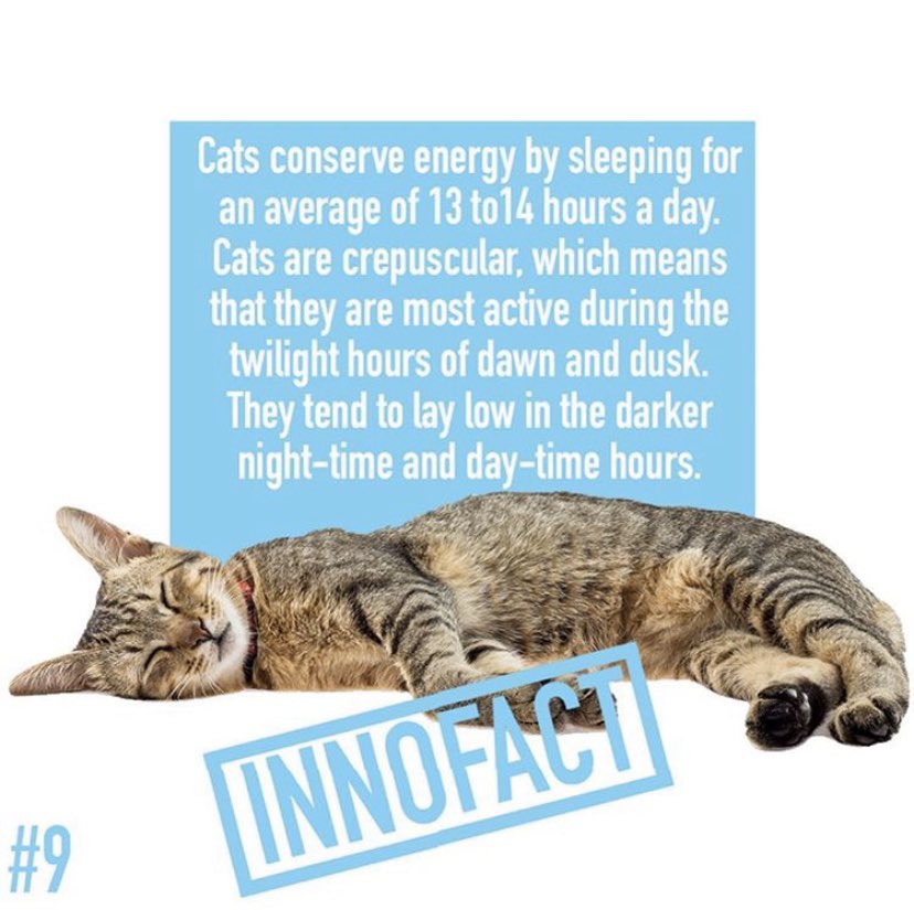 innovetpet_'s tweet photo. Did you know? #InnoFact #CbdForCats #CbdForDogs #Hemp #WednesdayWisdom #PetCbd https://t.co/0oPojRzdqm