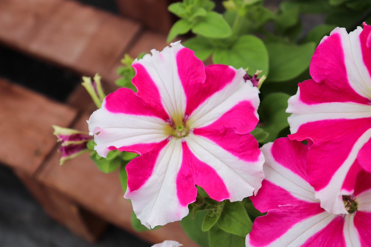 bloomin_crazy12's tweet photo. We are bloomin! 🌸🌵 https://t.co/Si1zy6ySw0