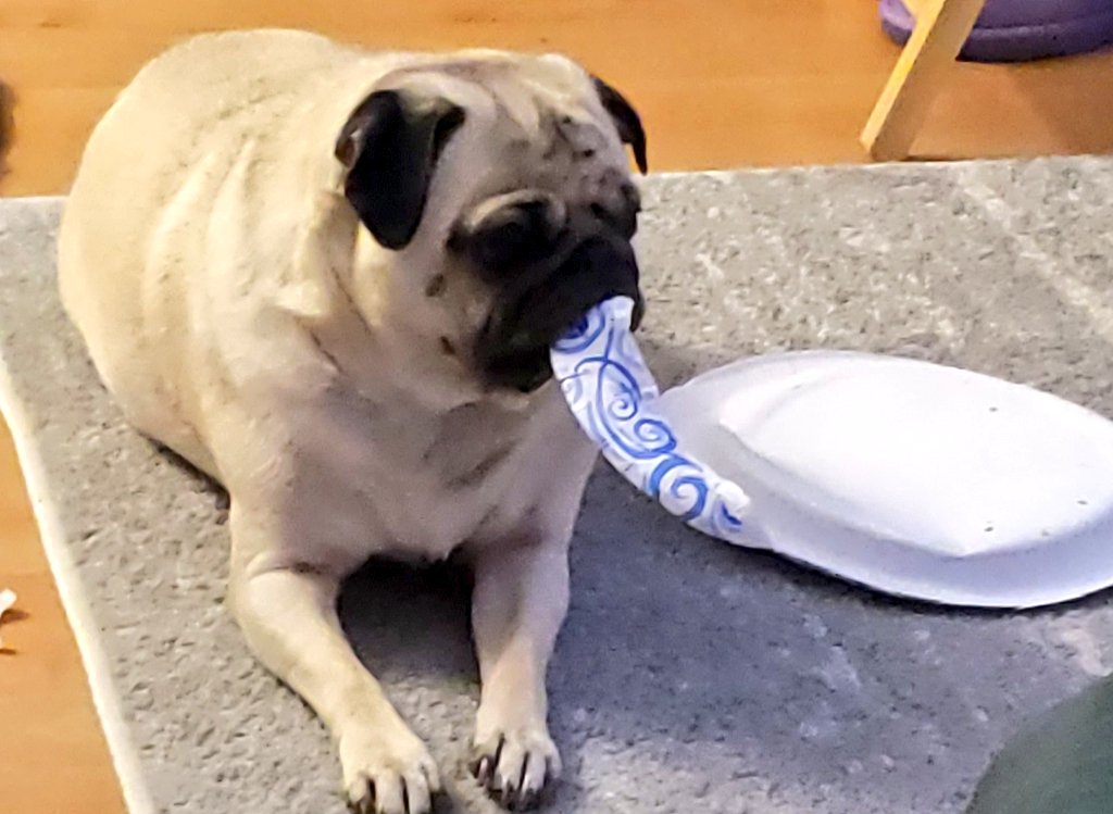 SarahPug12's tweet photo. Hey Stella! Stella! Look at me! Why are you tearing that paper plate apart???? #Oooohhhhh #Terror #DefiantGirl https://t.co/1hmBGGcFZp