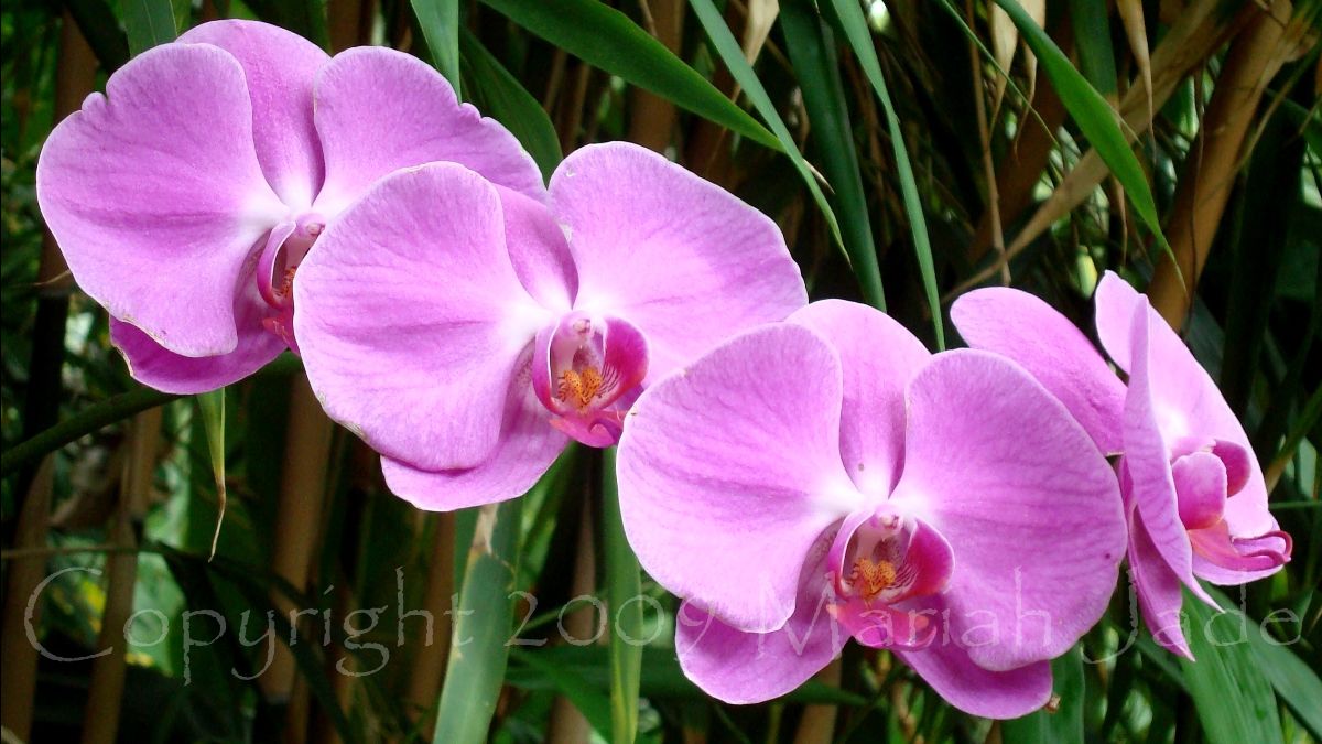 Mother's Day Sale! 🌺 "After women, flowers are the most lovely thing God has given the world. - mailchi.mp/9c8ad0829592/m… #flowers #mothersday #thanksmom #art #photography