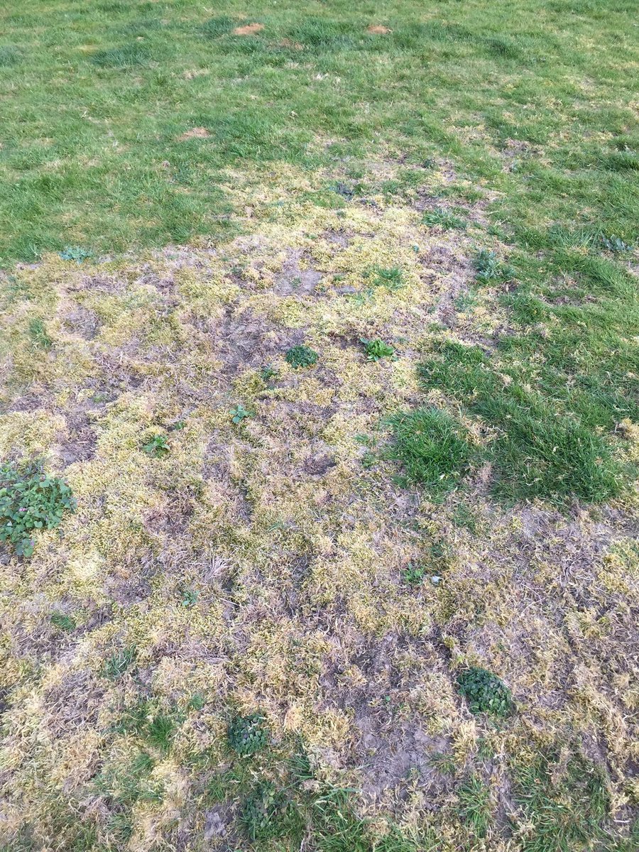 DannyDermaut's tweet photo. @frankdeboosere Zeer schadelijk , vooral in uw gras . Aaltjes gekocht en na 1 week allemaal weg https://t.co/g1OVEg7USZ