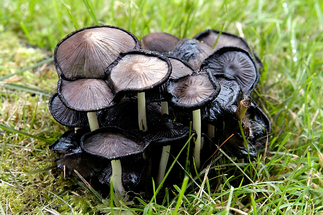 Inky Caps (Coprinus atramentarius) are edible mushrooms that grow in the temperate climate zones of Europe and North America. You've probably seen these growing on lawns or by the side of the road; so named because once the mushrooms get old they start to dissolve to an inky goo.