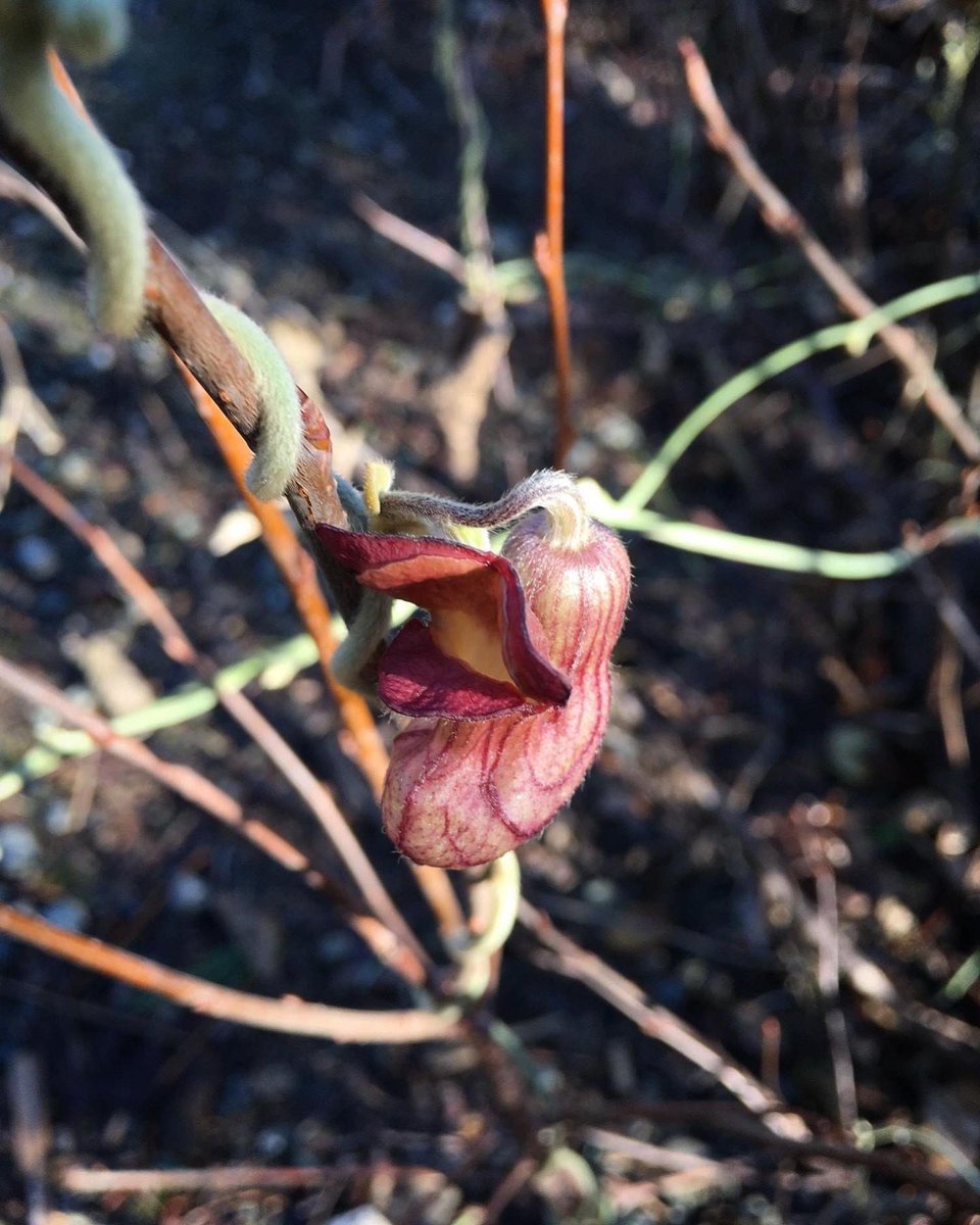 ucbgarden's tweet photo. 1/2 Here's something different, the blossoms of three species of #Aristolochia, or #pipevine.  Our native A. californica is reddish, A. chilensis from Chile is the yellow one, and A. durior (=A. macrophylla) the Eastern North American Dutchman's pipe, is yellow with a dark eye. https://t.co/bRttDpMnFA