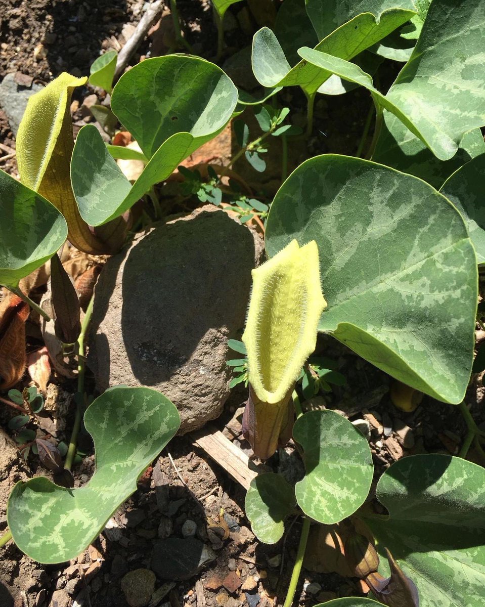 ucbgarden's tweet photo. 1/2 Here's something different, the blossoms of three species of #Aristolochia, or #pipevine.  Our native A. californica is reddish, A. chilensis from Chile is the yellow one, and A. durior (=A. macrophylla) the Eastern North American Dutchman's pipe, is yellow with a dark eye. https://t.co/bRttDpMnFA