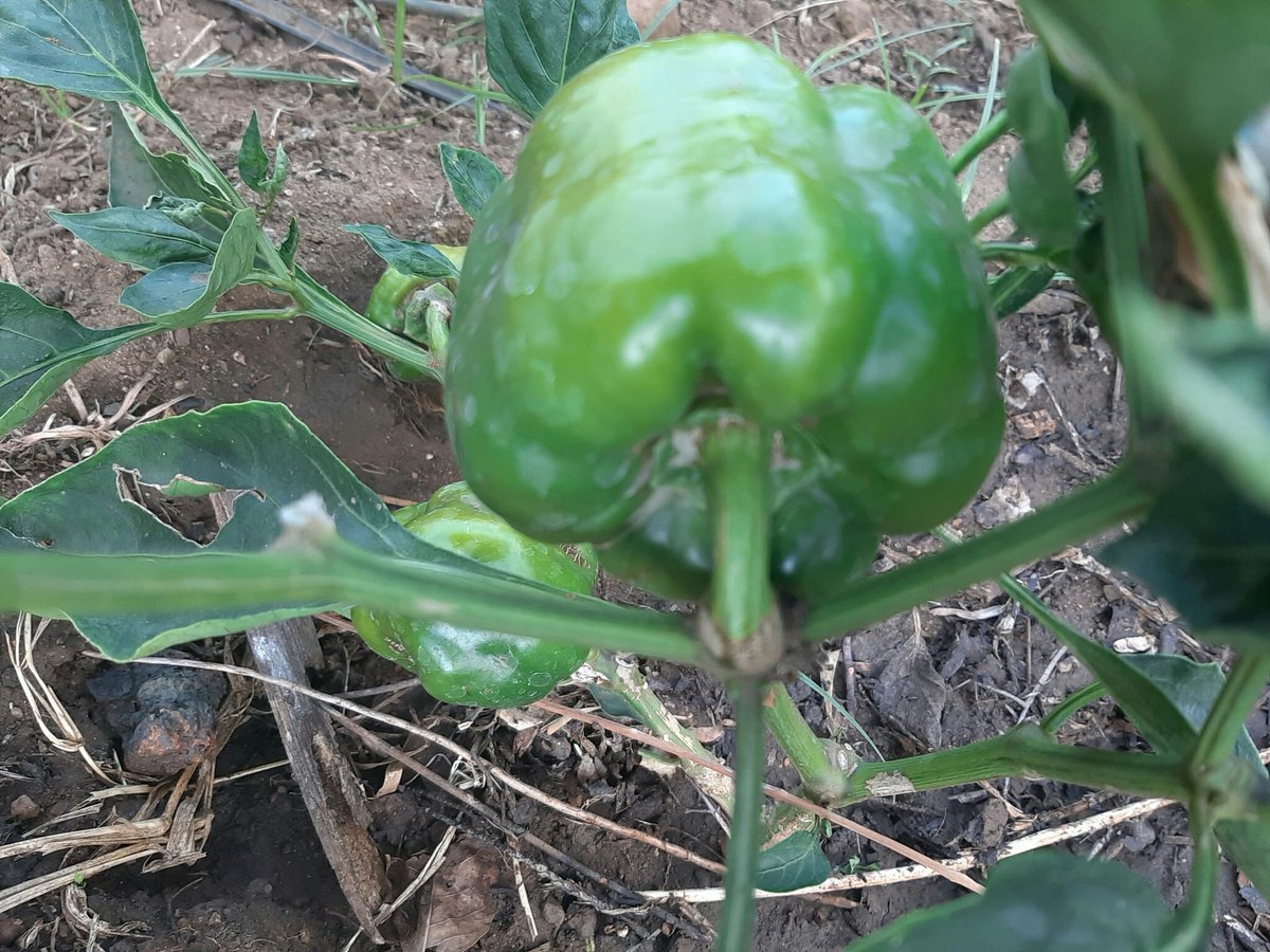 MfokaMqulusi's tweet image. Please RT for the support of small farming
 #Cigarettes