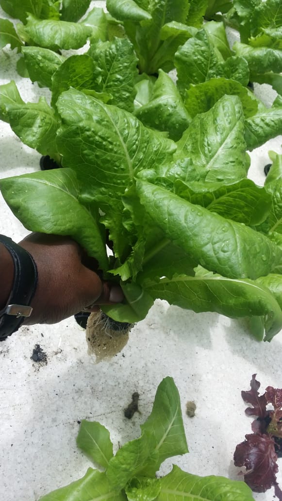 OlootepesF's tweet photo. Beautiful healthy organic #Raviv #lettuce grown using #organic #fertilizer from fish through a farming technique called #aquaponics. Monitored through #IoT thanks to @upande @VipimoIO. Now for sale at @CarrefourKe @onnthewaysuper1 and #BeyondFruits. @rodgers_kirwa @goddek https://t.co/WtsqhTLyek