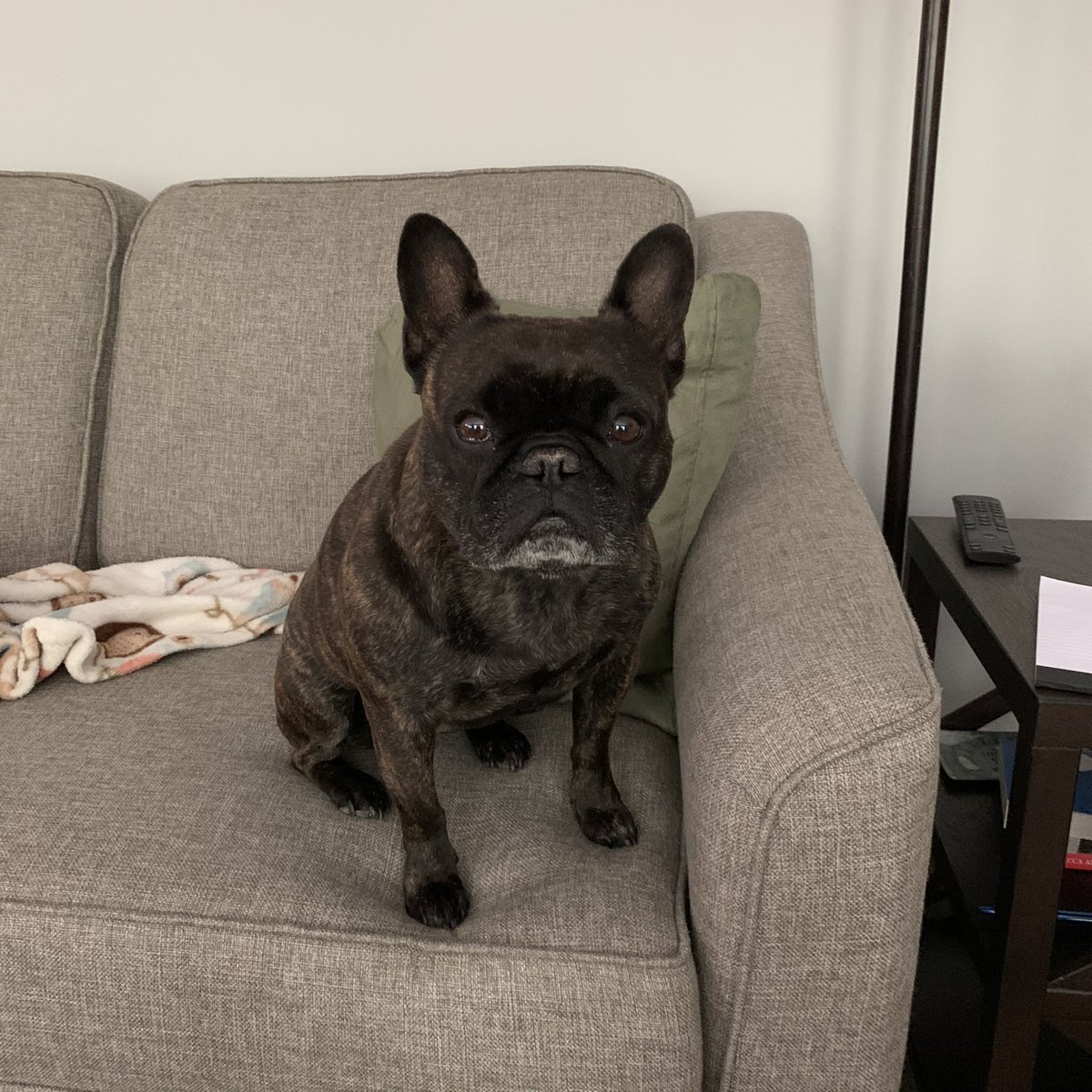 MandiFowler18's tweet photo. @JointReconPAC We’re all Frenchie here! https://t.co/FWV7yJcuHn