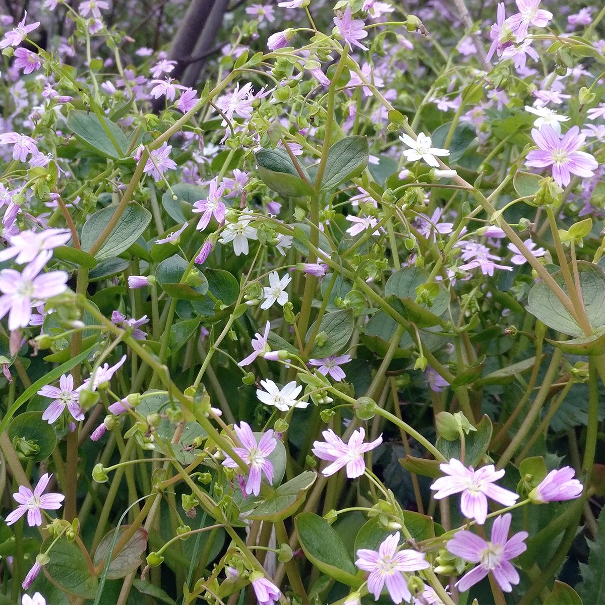 thebotanistgin's tweet photo. James has been down among the pink purslane. His notes read like a haiku... 
Bonnie, beetroot, geosmin.
Dappled light beneath willow.
Orchid bank, at croft. 
#wildedibles #flavourcompounds #foraging #spring https://t.co/GbgFXMjpNp