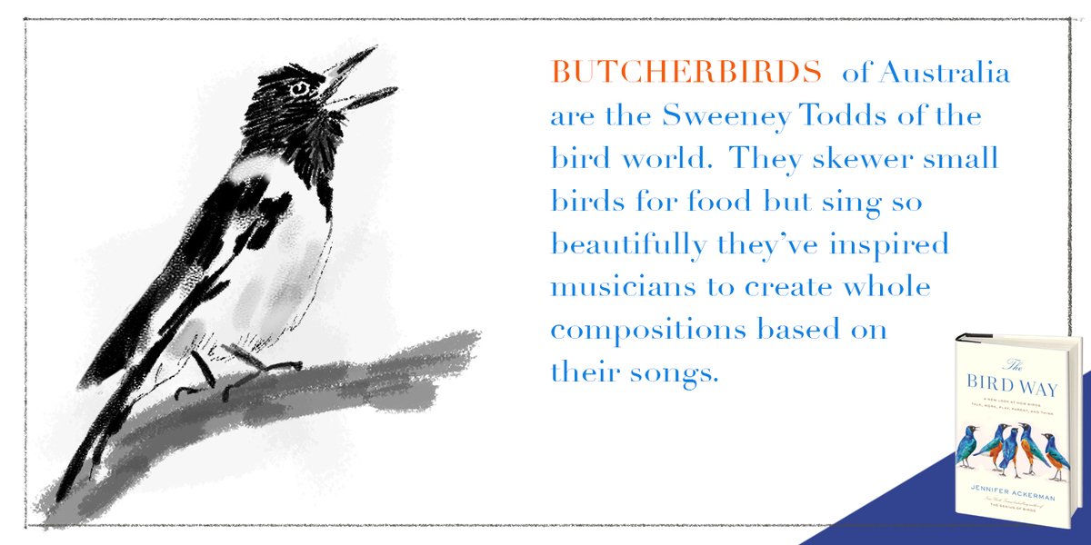 penguinpress's tweet photo. Birds, especially #butcherbirds, are full of contradictions! Learn more about these complex creatures in The Bird Way by @JenGAckerman, on sale 5/5 https://t.co/ybb57SqThe https://t.co/RC2TtcWx7w