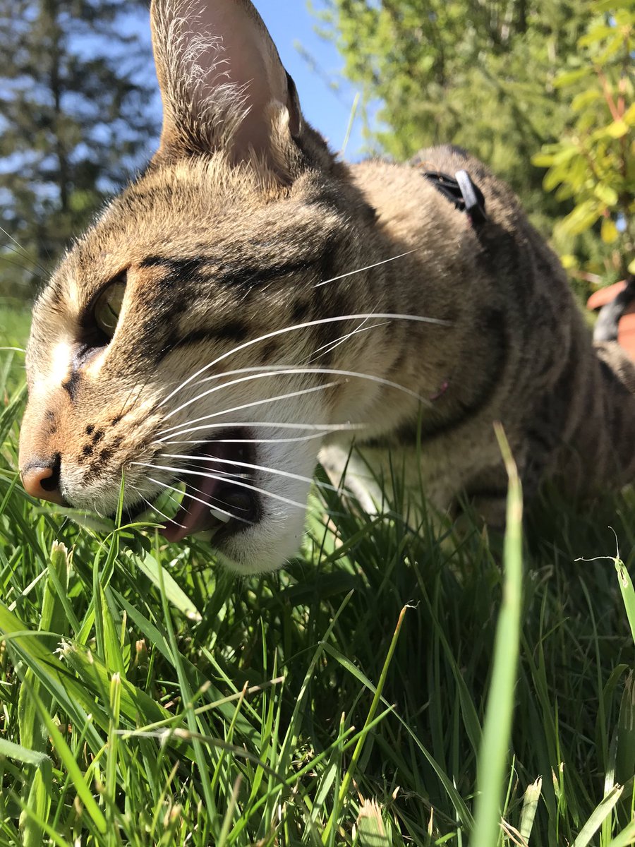 TamilToes's tweet photo. @DebbieS00060220 Awwww Auntie Debbie 💞 I’ll meow her that mews ✨😻 she’ll be ecstatic (easily purrleased) 😹 Look at the one I took of Nyah #SlayerShot 🐆😹🧡💛🧡 📸😽 https://t.co/HVivWU2xFt