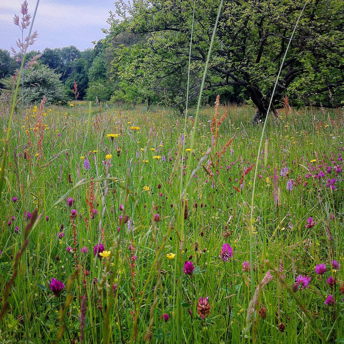 Sara Venn 🏳️🌈🏳️⚧️ she/her tweet media