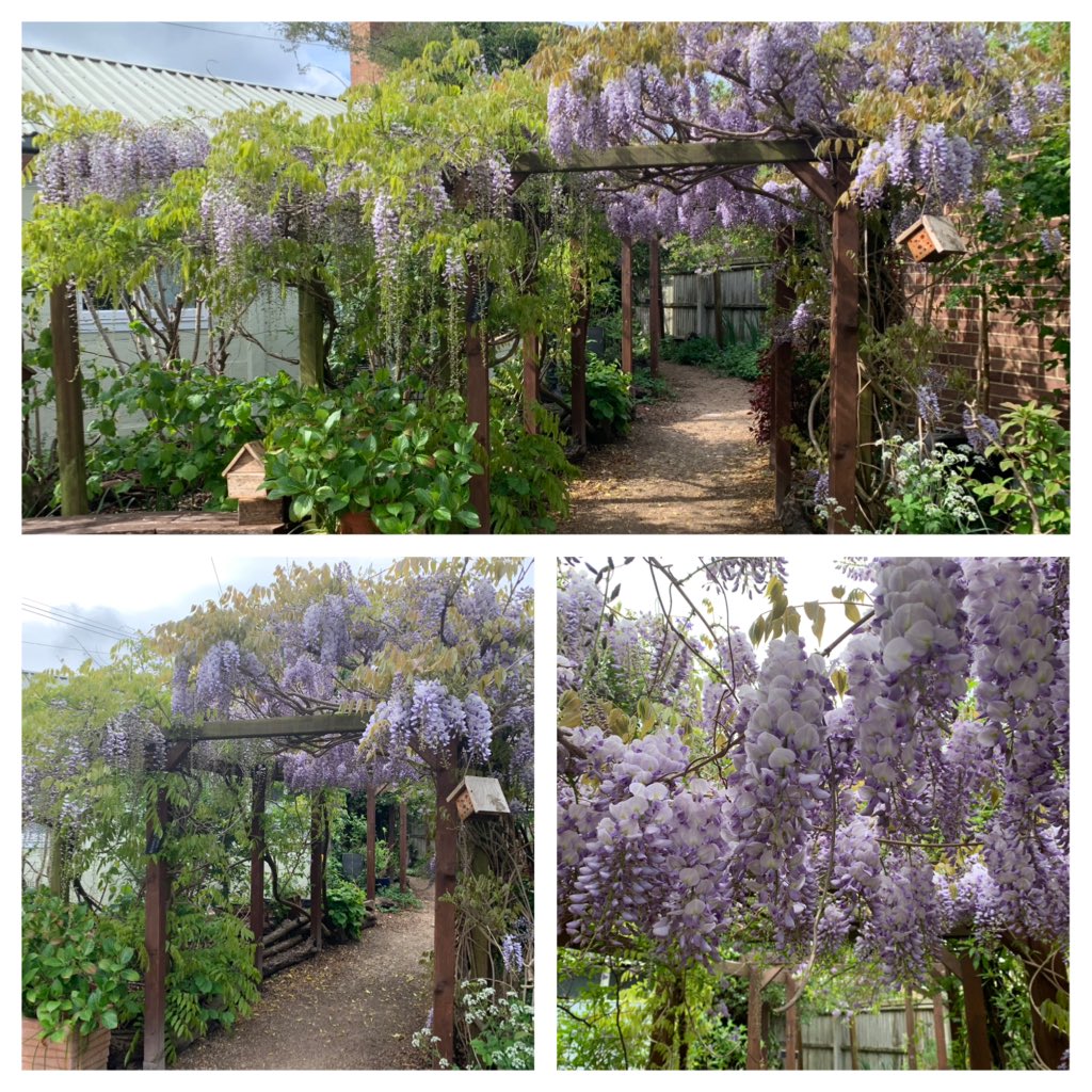 The Wisteria looking really beautiful this year in Our Secret Garden ⁦<a href="/charltonmanor/">Charlton Manor Sch</a>⁩ after a big cut back last year.