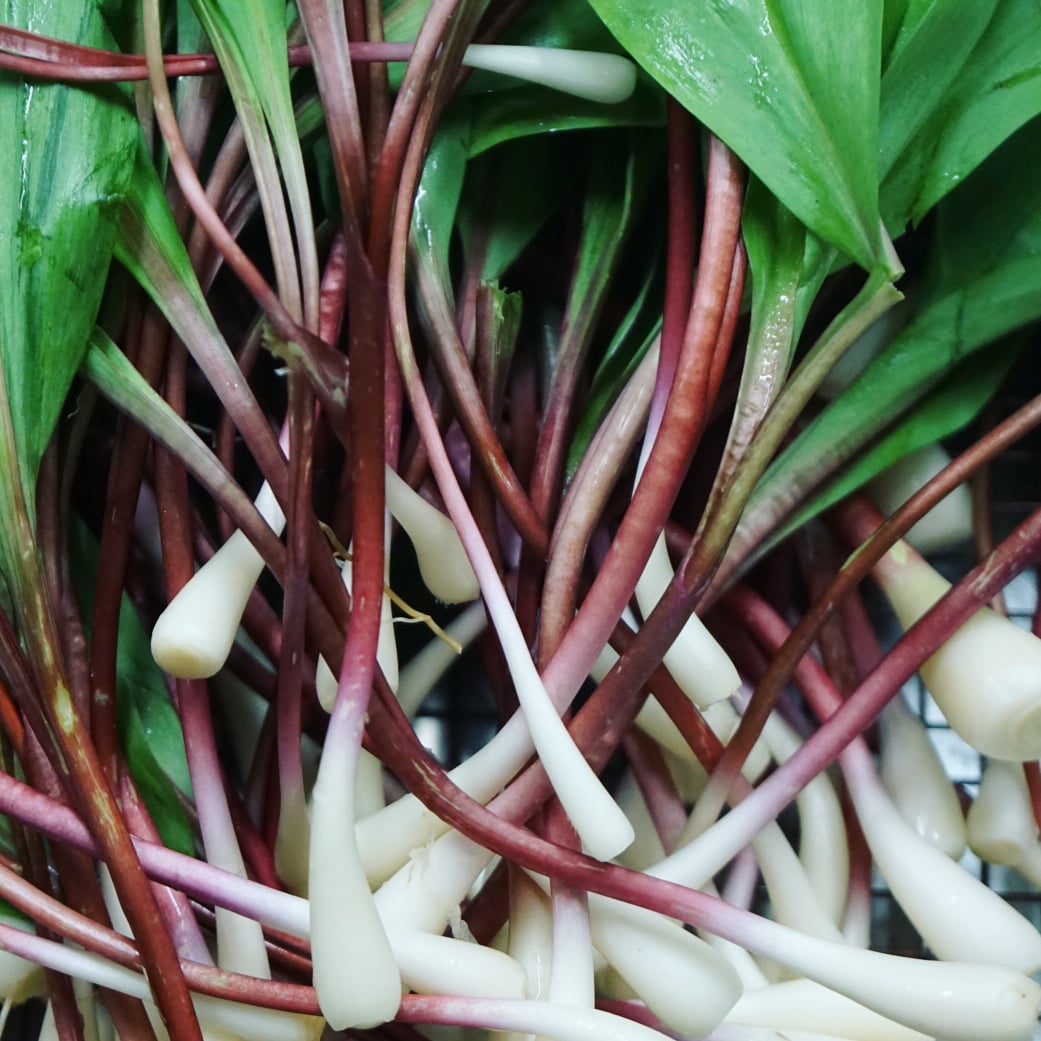 propersausages's tweet photo. Wild ramps have just arrived.

Now available to order online: The Wild Ramp Sausage &amp; fresh ramps by the pound.  Pickled ramps on the way.

Check out the whole Inventory on https://t.co/I37L0R4PTq powered by @shopmercato for next day pickup or delivery 
#eatproper #localsrule https://t.co/hyY2ATLyNJ