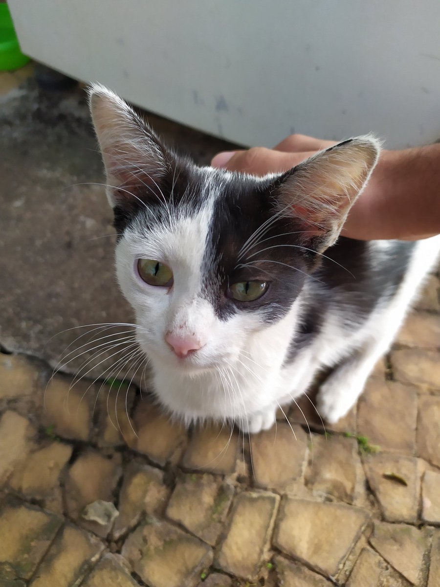 vinicalmeida's tweet photo. galera de campinas e região, encontrei essa gatinha muito dócil e carinhosa na rua. me ajudem achar um larzinho pra ela! quem tiver interesse em adota-la ou conhecer alguém que possa, me chama na dm. 
quem puder dar rt pra ajudar agradeçoo! https://t.co/nDNJ52slfH