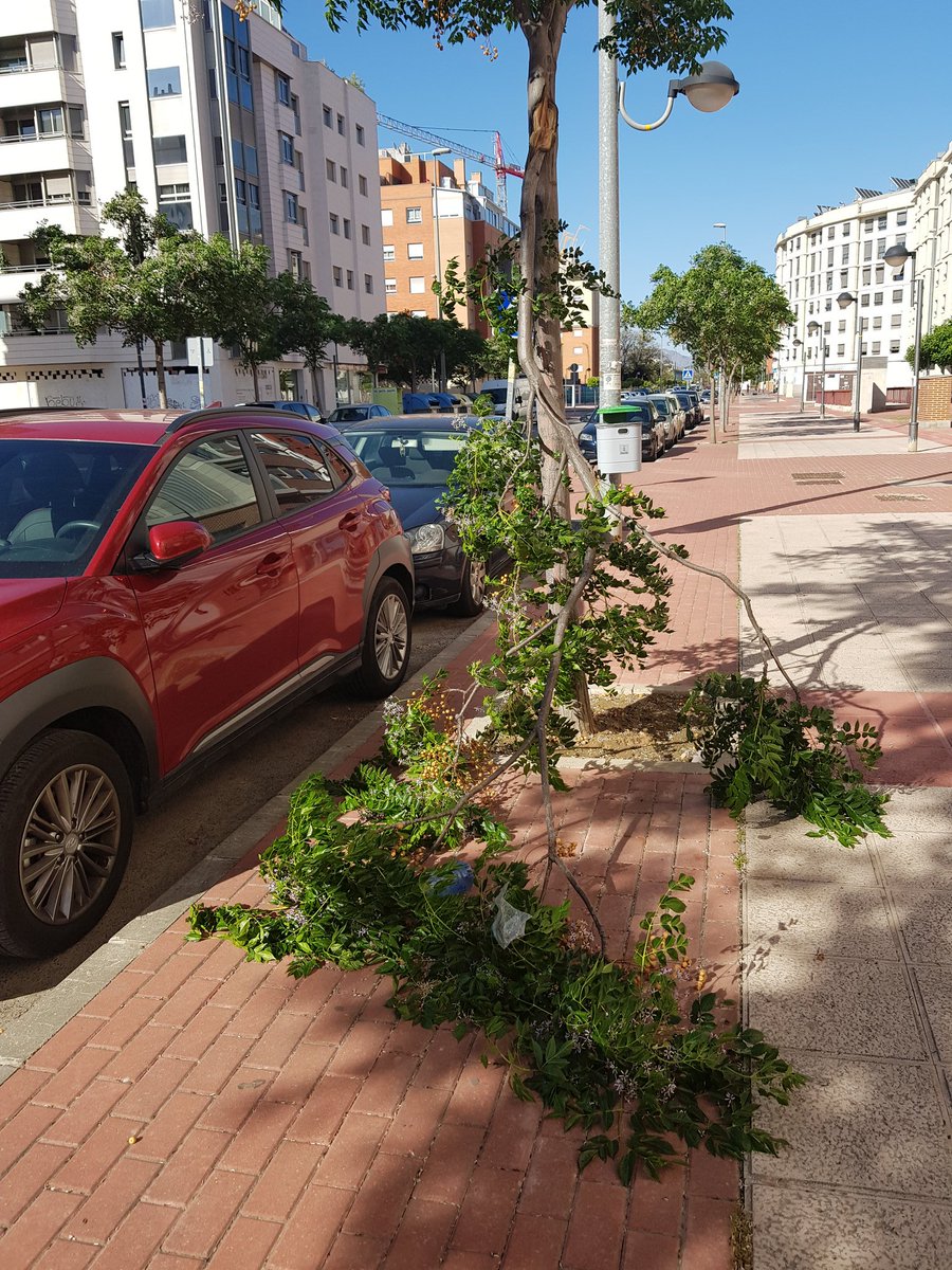silvia_mayol's tweet photo. @MurciaPolicia @AytoMurcia @stvgestion Rama de arbol caída en avenida francisco jimenez ruiz a la altura del 6, puede ser peligroso. https://t.co/fFab3mdTqY